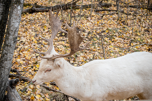 A beautiful white fallow deer seen in the canadian forest