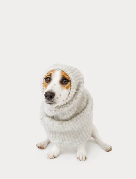 istock Cute jack Russell wearing gray sweater sitting on light background. 1310352237