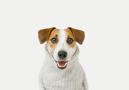 Cute jack Russell wearing gray sweater sitting on light background. Preparation for autumn-winter season.