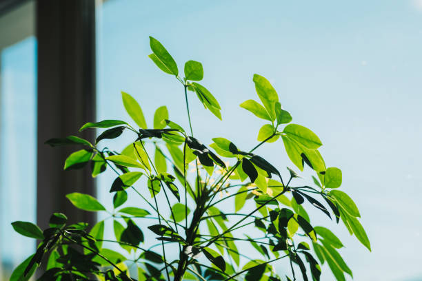 schefflera pflanze / zimmerpflanze nahaufnahme foto. - spring air lush foliage branch stock-fotos und bilder