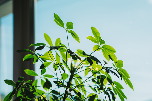 Schefflera plant / Houseplant close up photo.
