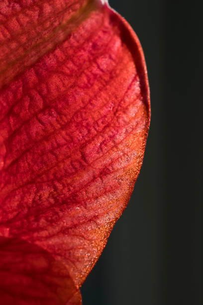 istock Bright Red Amaryllis flower indoors 1310353674