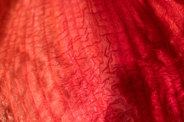 istock Bright Red Amaryllis flower indoors 1310353788