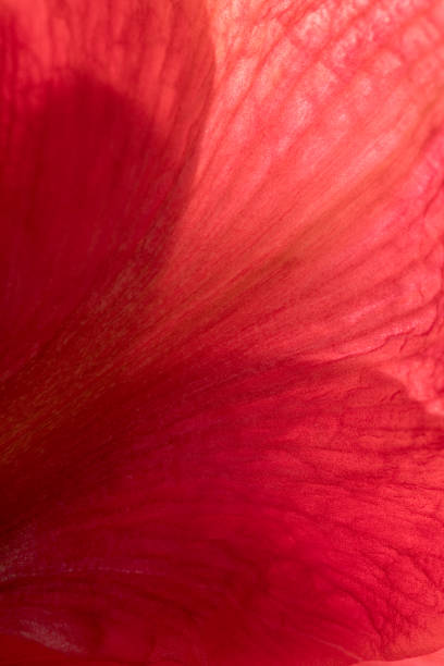 Bright Red Amaryllis flower indoors