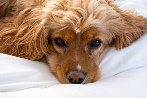 istock Dog resting on a white bed 1310354453