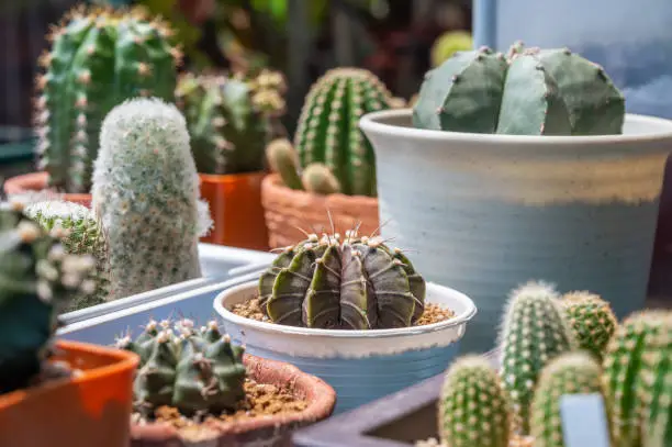 Photo of Collection of various cactus and succulent plants in different pots. Focus at the center of this pic.