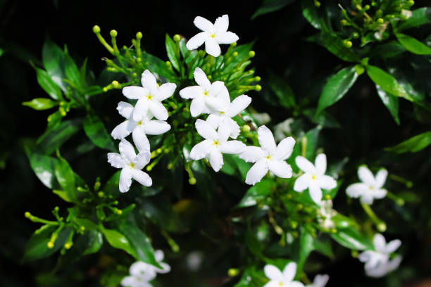 istock Jasmine Blossom White Sampaguita  nature garden background 1310358719