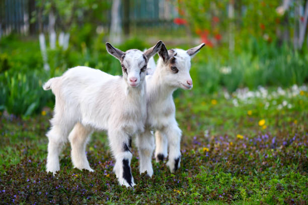 istock Two white baby goats standing on green lawn 1310358887