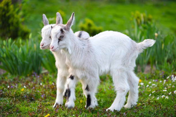 istock Two white baby goats standing on green lawn 1310358891