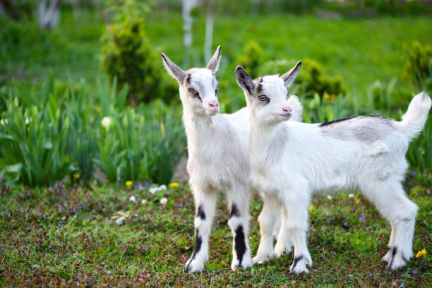 istock Two white baby goats standing on green lawn 1310358895