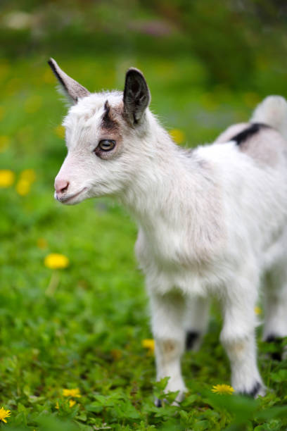 istock White baby goat standing on green lawn 1310358899