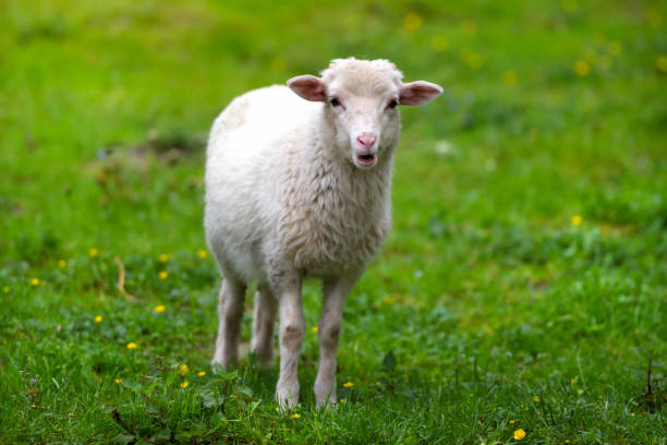 istock Young lamb in a meadow on green grass 1310358952