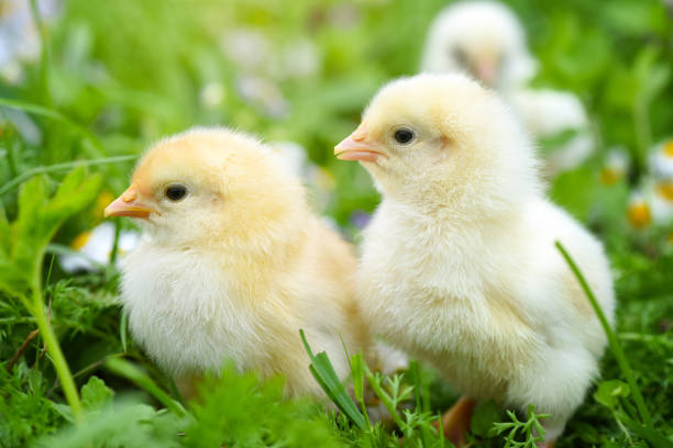 istock Little chickens on green grass with daisies 1310358988