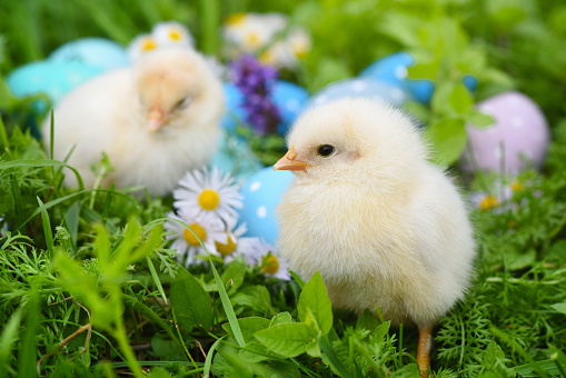Little chickens with colorful painted Easter eggs on green grass