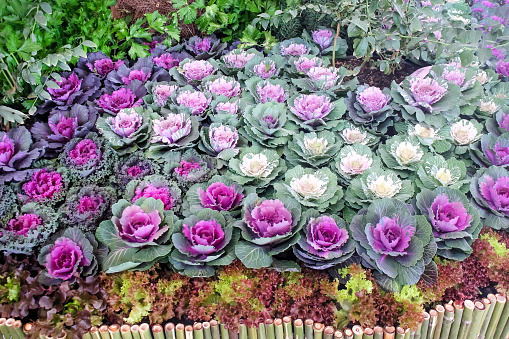 Brassica oleracea or purple cabbage field in organic  background