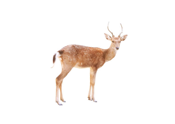 istock Small deer with antler standing isolated on white background , clipping path 1310362551