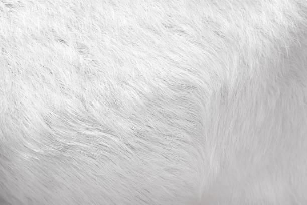 istock Animal fur texture natural patterns of goat for white background 1310363196