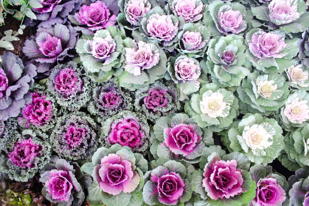 istock Purple cabbage field  or brassica oleracea top view background 1310363206