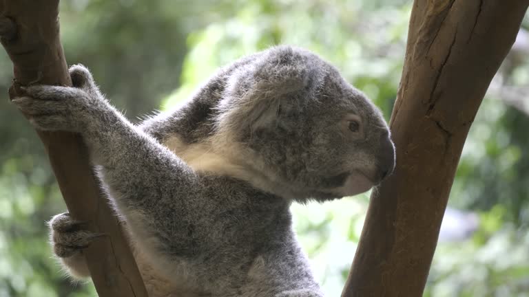Koala in Tree Free Stock Video Footage Download Clips Animals Koala in Tree Free Stock Video Footage Download Clips Animals