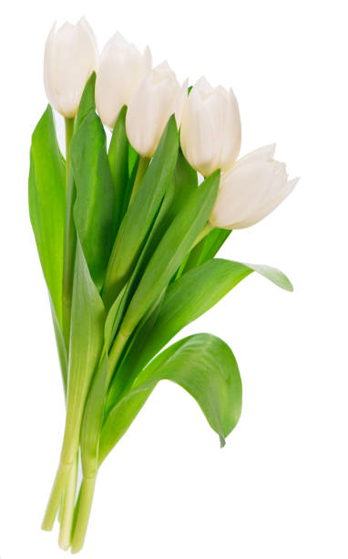 istock white tulips isolated on the white background 1310364788