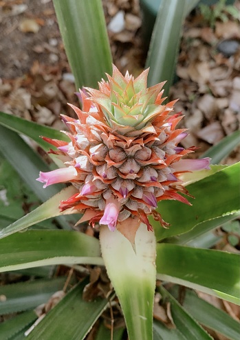 Fresh Homegrown Golden Pineapple Flowering with Purple Flowers, Growing on a Pineapple Plant.