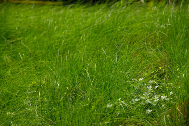 istock Field of Grass reflect morning sunshine in springtime 1310364901