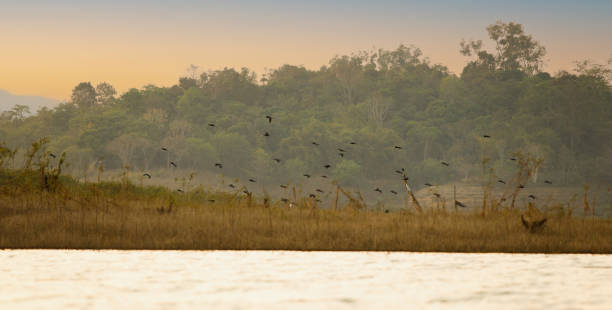 istock Many Birds fly over river for food and return to nest 1310365570