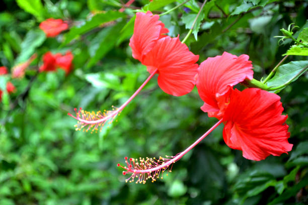 flor de hibiscus roja y fresca en bonito fondo borroso - tropical rainforest rainforest tropical climate formal garden fotografías e imágenes de stock