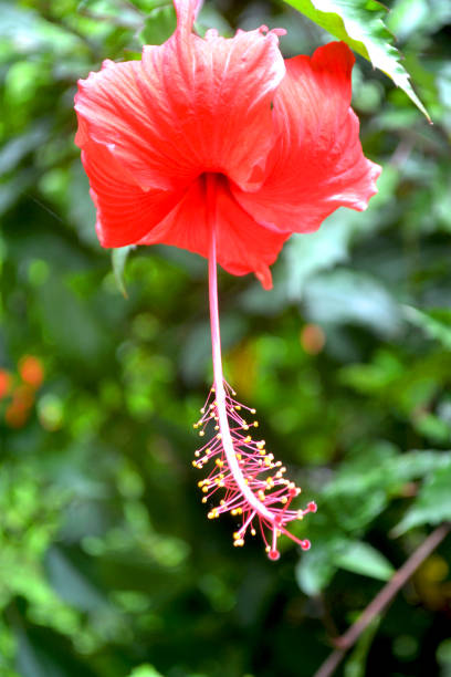 flor de hibiscus roja y fresca en bonito fondo borroso2 - tropical rainforest rainforest tropical climate formal garden fotografías e imágenes de stock