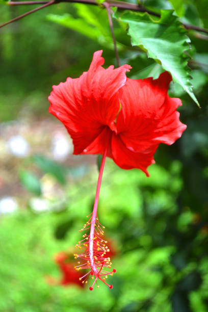 flor de hibiscus roja y fresca en bonito fondo borroso3 - tropical rainforest rainforest tropical climate formal garden fotografías e imágenes de stock