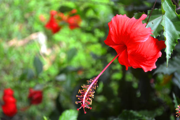 flor de hibiscus roja y fresca en bonito fondo borroso4 - tropical rainforest rainforest tropical climate formal garden fotografías e imágenes de stock