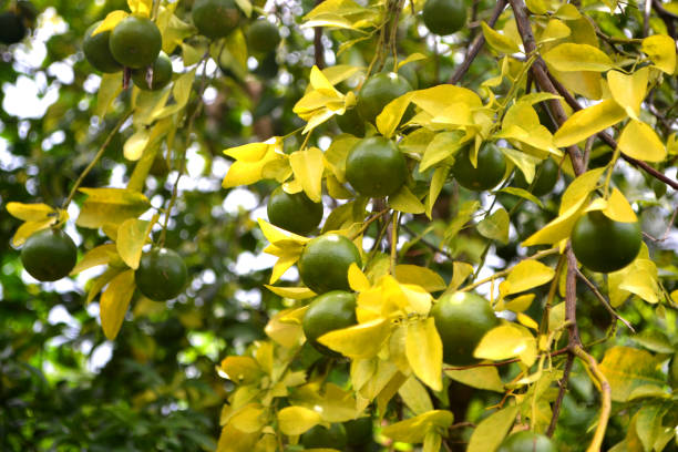 limas frescas verdes en un árbol - cítricos de lima fresca en la granja de jardín agrícola con fondo natural verde - lime fruit citrus fruit portion fotografías e imágenes de stock
