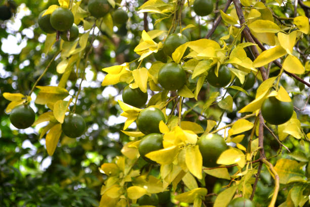 green fresh limes on a tree - fresh lime citrus fruit in the garden farm agricultural with green nature background - lemon fruit portion citrus fruit imagens e fotografias de stock