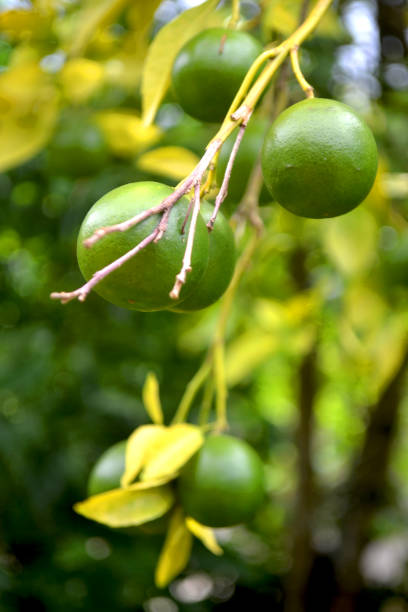 limas frescas verdes en un árbol - cítricos de lima fresca en la granja de jardín agrícola con fondo bokeh de la naturaleza - lime fruit citrus fruit portion fotografías e imágenes de stock