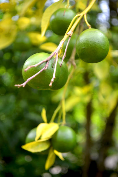 lime freschi verdi su un albero - agrumi di lime freschi nella fattoria del giardino agricola con sfondo bokeh naturale - lemon fruit portion citrus fruit foto e immagini stock