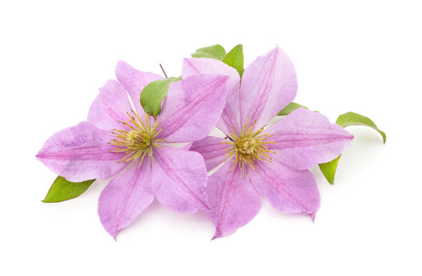 istock Two purple clematis with green leaves. 1310367270