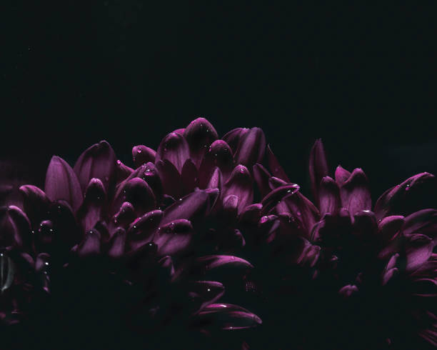 Close up of a wet end of life daisy flower, outdoors, lit with a soft box.