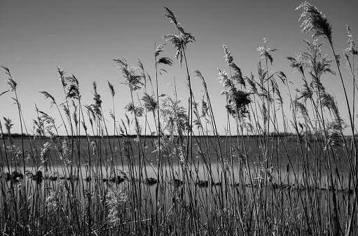 tall wild grass at water's edge