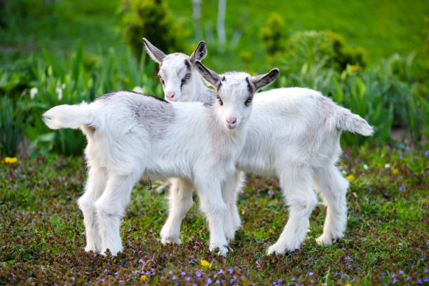 istock Two white baby goats standing on green lawn 1310368288