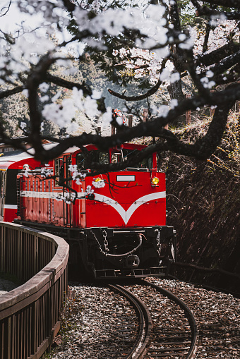 A train passing by the cherry blossom in Alishan National Park
