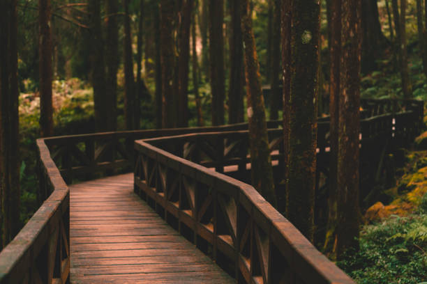 Wooden Trail in the Alishan National Park in Taiwan
