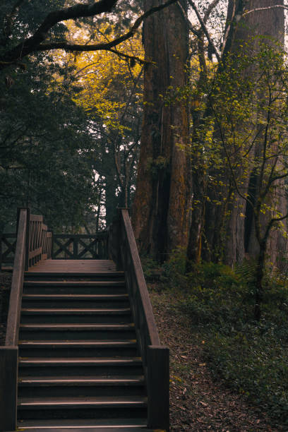 istock Trail in the Alishan National Park 1310368871