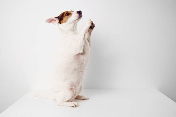 istock Jack Russell Terrier dog on a white background. Pet training. overweight pet. 1310369877