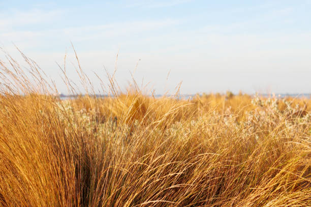istock coastal grasses in morning sunlight 1310371749