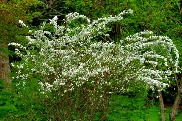 istock Spiraea Thunbergii / Thunberg's Meadowsweet Flower 1310372475