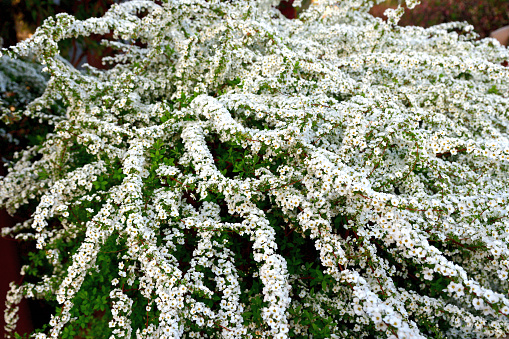 Spiraea thunbergii, also called Thunberg’s meadowsweet, baby’s breath spirea, Thunberg epirea, breath of spring spirea, is a dense, twiggy, upright, deciduous shrub with wiry, outward-arching branching. Native to Japan and China, it is particularly noted for its early spring bloom, April before foliage, of tiny white flowers in clusters.