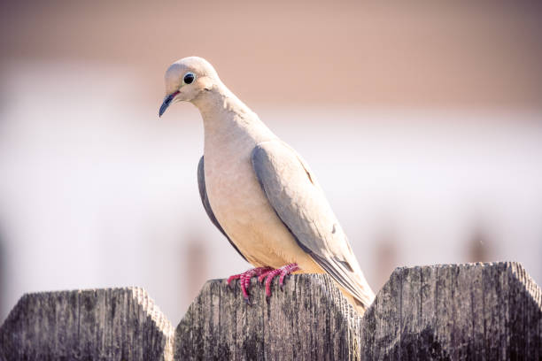 Morning Dove at Dawn A Morning Dove sits on a weather beaten fence at sunrise zenaida dove stock pictures, royalty-free photos & images