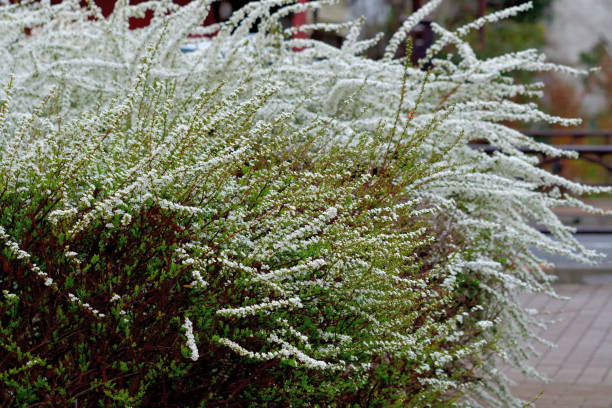 istock Spiraea Thunbergii / Thunberg's Meadowsweet Flower 1310375766