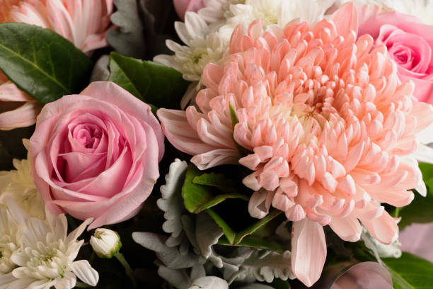 istock Closeup on a pink rose 1310376592