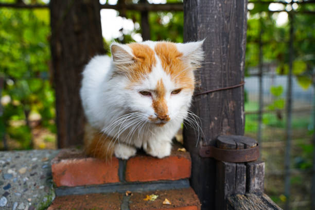 istock Cat on the wall of the yard 1310378430